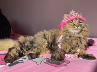 Moving your pet domestically on Air New Zealand