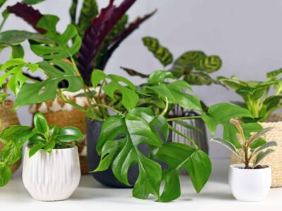 Things to consider before relocating your Pot Plants